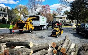 Best Tree Removal  in Minneapolis, MN