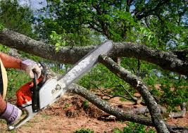 Trusted Minneapolis, MN Tree Removal Experts