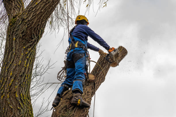 Best Tree Risk Assessment  in Minneapolis, MN