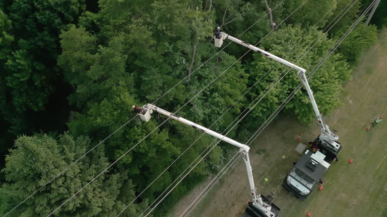 Best Tree Trimming and Pruning  in Minneapolis, MN