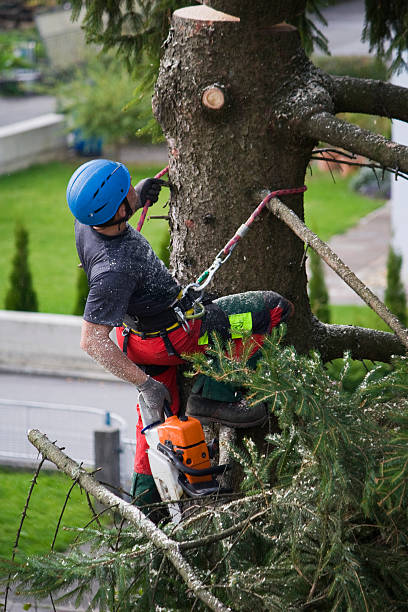 Best Arborist Consultation Services  in Minneapolis, MN